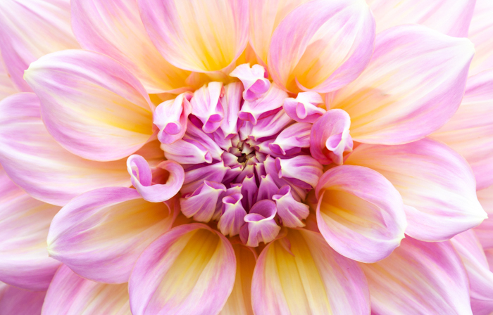 微距照片的一朵花在粉红色，黄色和白色的颜色