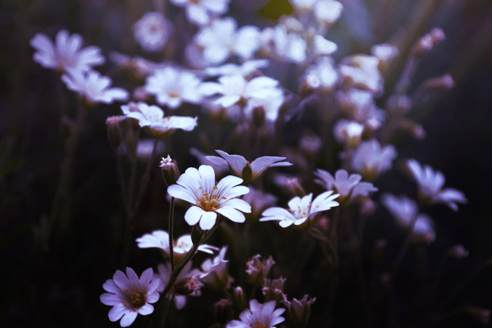 白色和淡紫色小花的特写——摄影中的象征意义