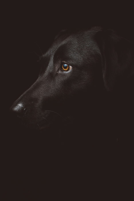 一条黑狗的大气宠物画象在黑背景的 - 在摄影的标志主义