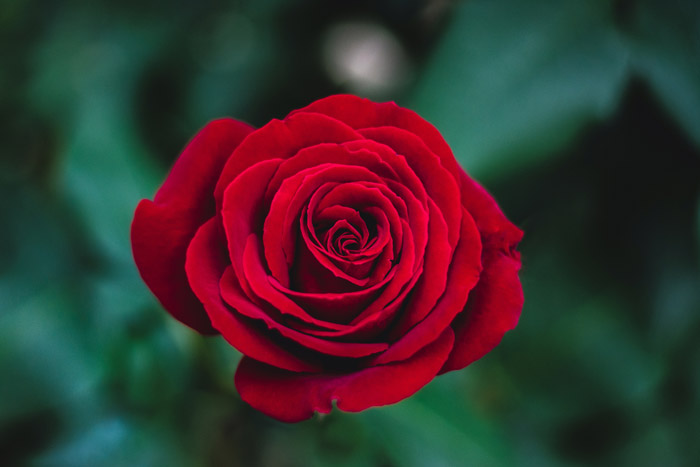 一朵红玫瑰 - 摄影中的象征主义