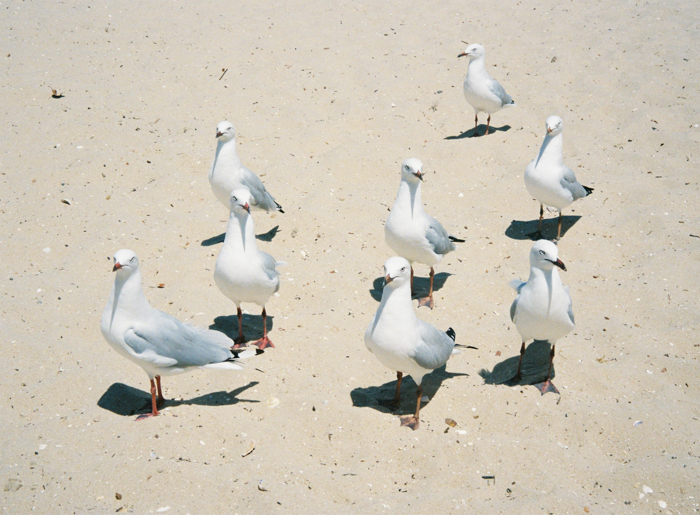 站立在一个沙滩的八海鸥的图象