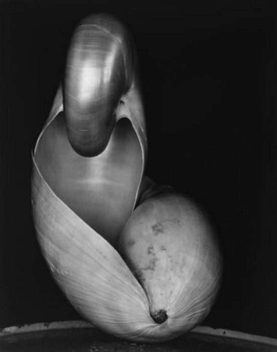 壳的画象照片在黑白的