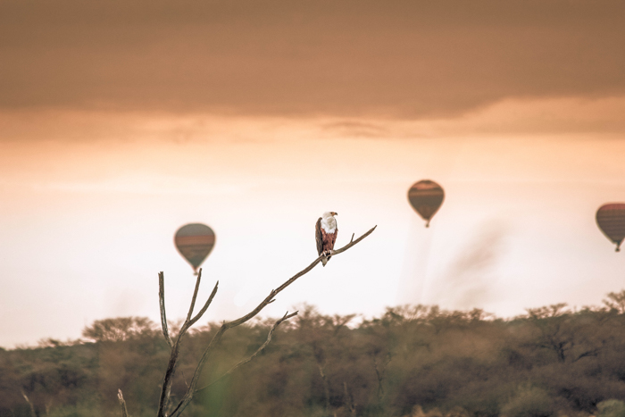 日落图像与一只猛禽在一个树枝上，和三个热气球的焦点在背景