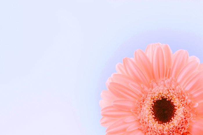 一张带蓝色背景的粉红色花的照片