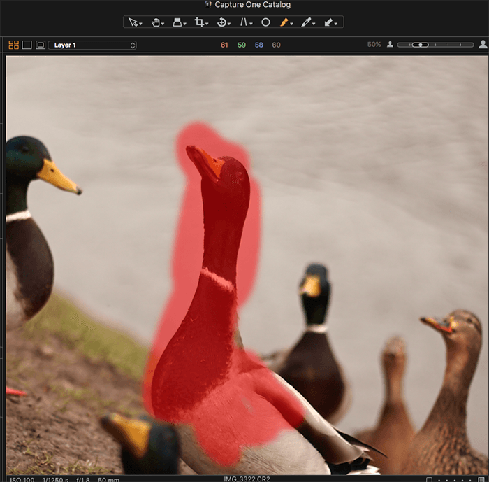 用Capture One编辑鸭子的照片的截图