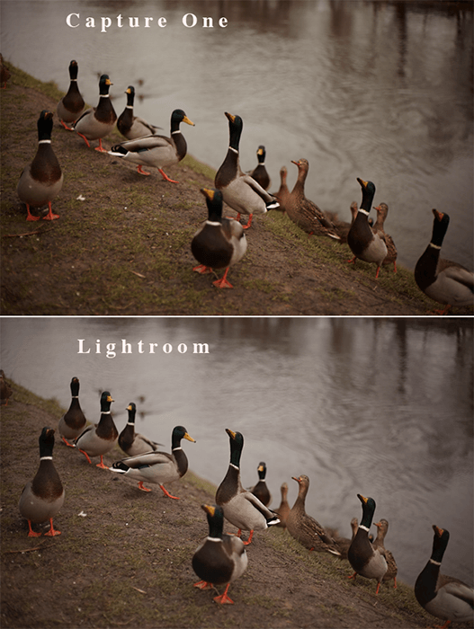 一组鸭子在湖边的相同照片的双联图，比较Lightroom和Capture One RAW图像处理