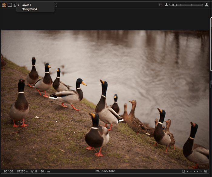 用Capture One编辑一组鸭子的照片的截图