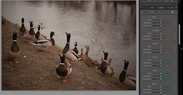使用Lightroom滑块编辑鸭子照片的截图