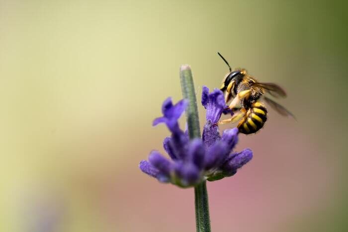 蜂的宏观照片在花的
