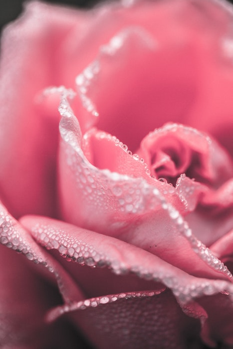 粉红玫瑰的微距照片