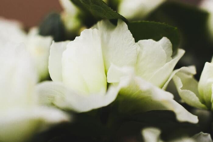 白色花朵的微距照片