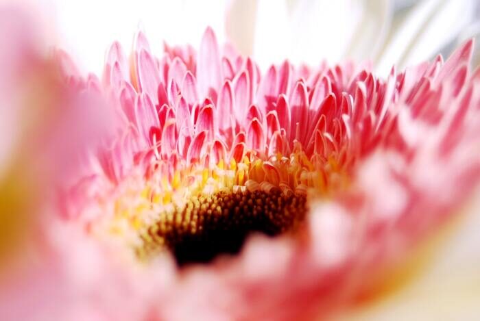 粉红色花朵的微距照片