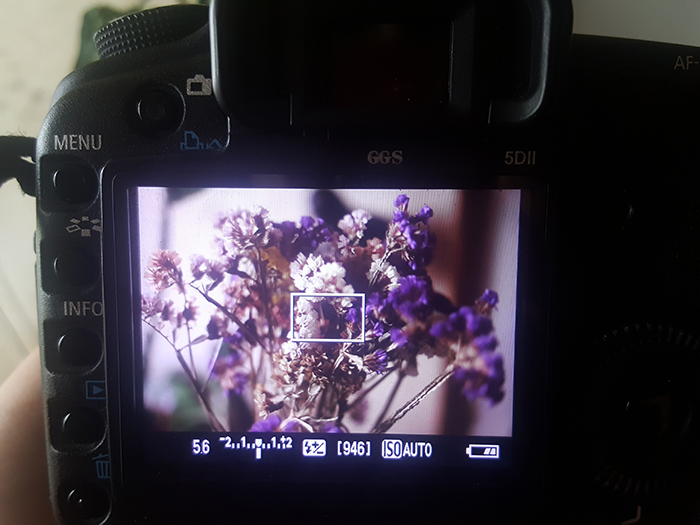 关闭射击与孔径优先模式的DSLR照相机一朵花