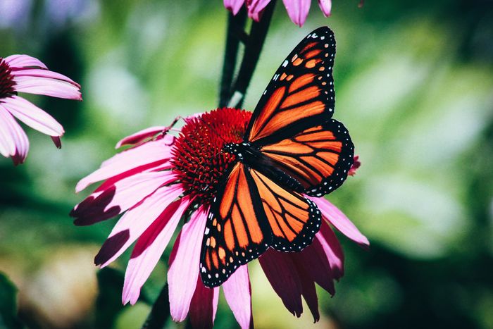 一只蝴蝶坐在粉红色花朵上的特写照片