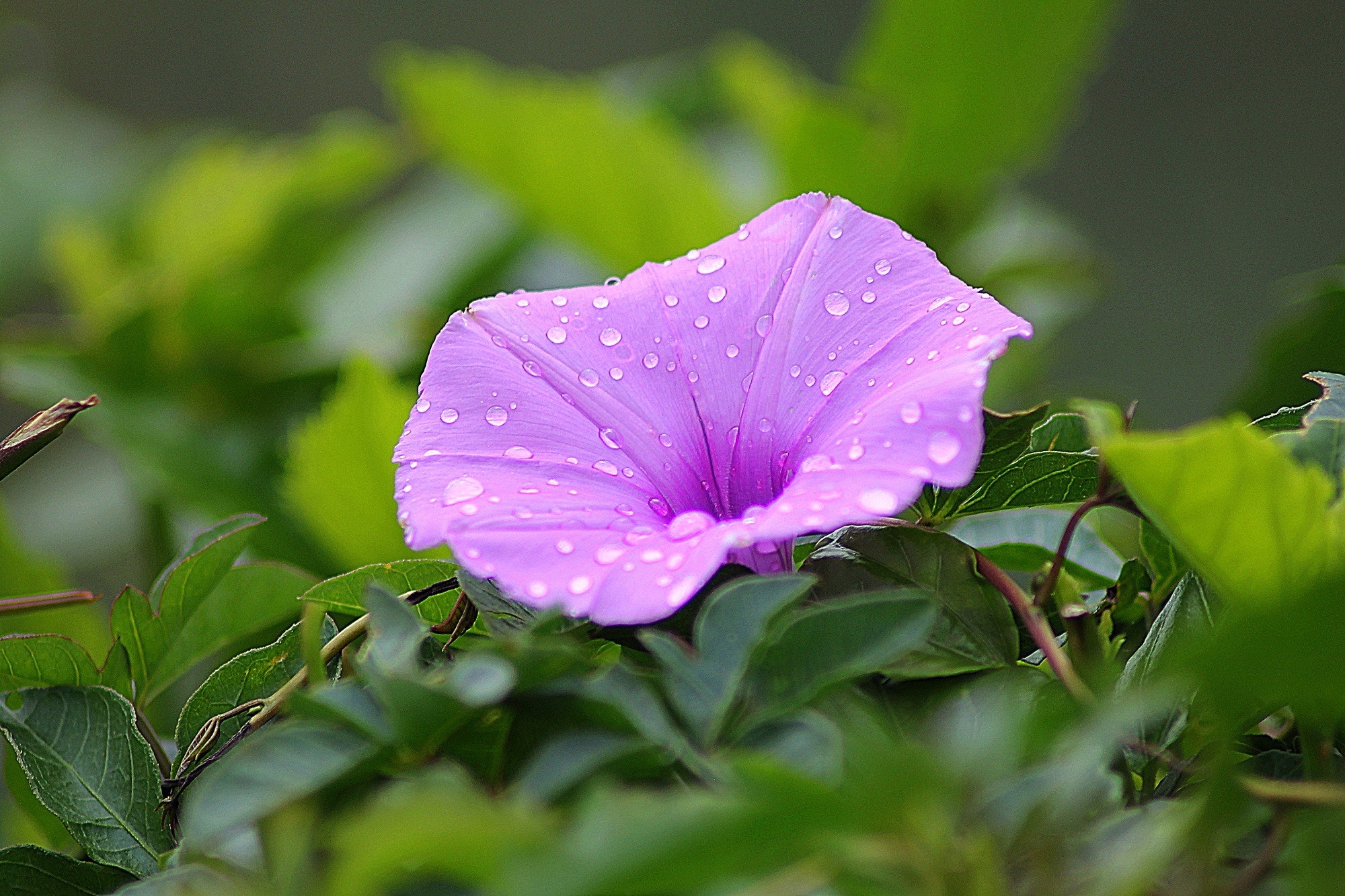 一张带有水滴的紫色花的照片