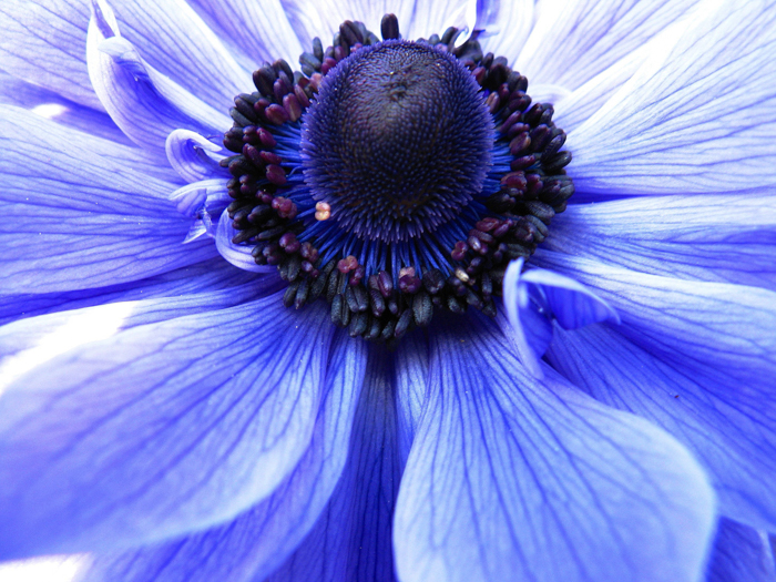 一个蓝色花的中心的特写