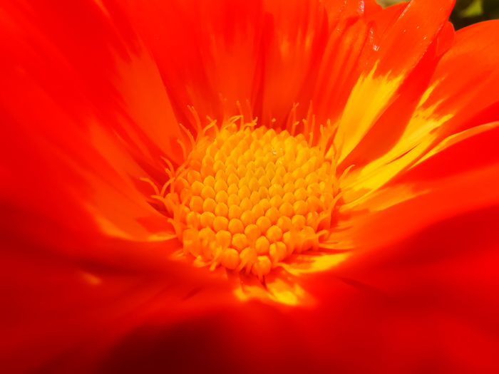 一个橙色花的中心的特写