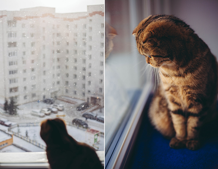 窗户边的一只猫的双画