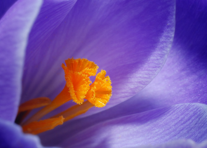 紫花中心的微距照片