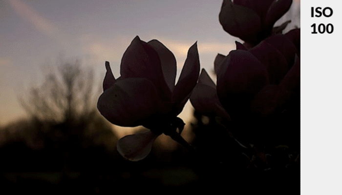 一朵桃红色花的动画gif在低光线展示了更换曝光的iso