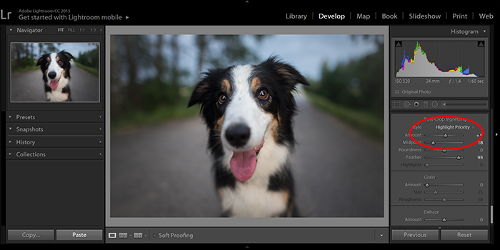 在Lightroom中编辑狗的肖像以删除一个小插图的截图