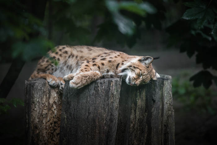在动物园里睡觉的野猫