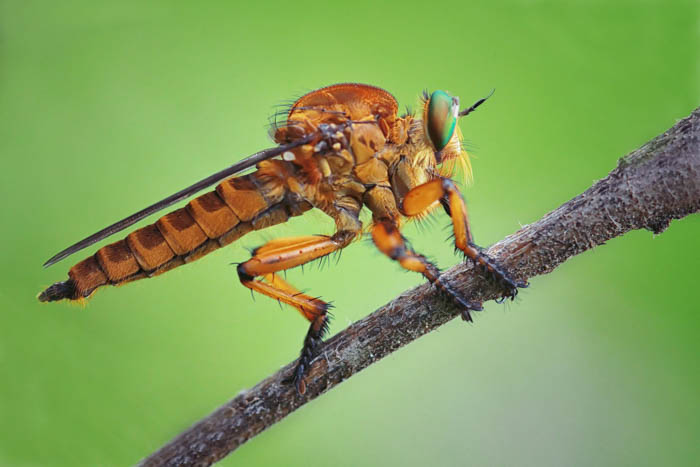 昆虫ayx大小的微距摄影