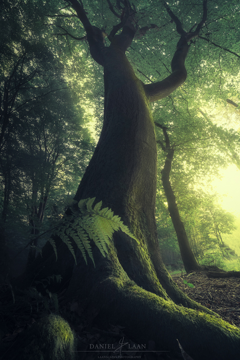 一棵山毛榉树的神秘照片在“speulderbos”，荷兰。