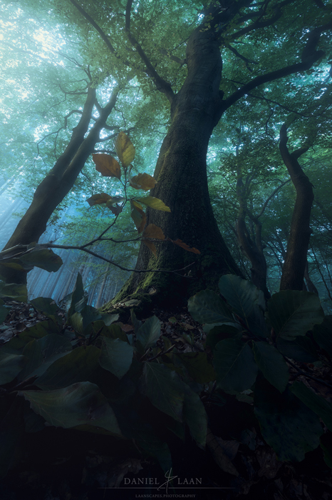 令人惊叹的森林摄影从非常低的角度拍摄