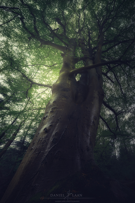 闪耀的山毛榉树的令人敬畏的树摄影沐浴在青翠的阳光下。