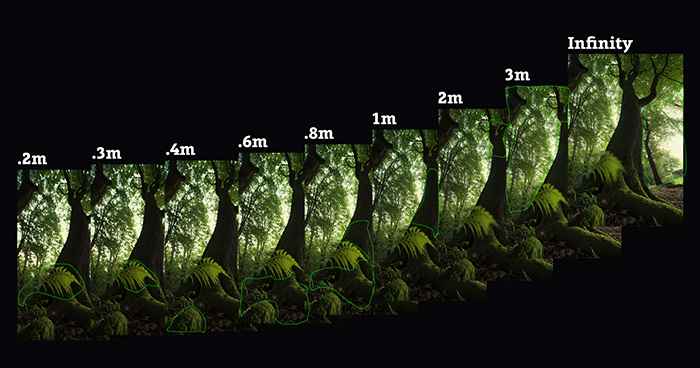 使用焦点堆叠在树下拍摄蕨类植物的照片