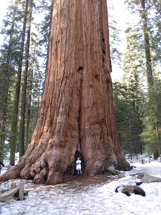 站立在总体谢尔曼前面的一个人的森林摄影画象，最大的树由卷在世界上。